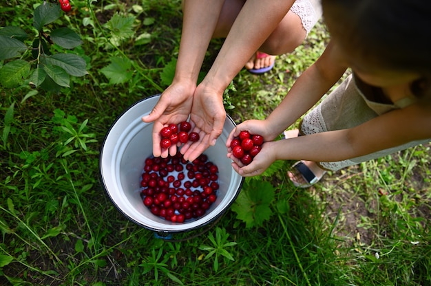 Top view of hands of woman with her cute daughter holding cherry berries and putting them on a metal blue bucket