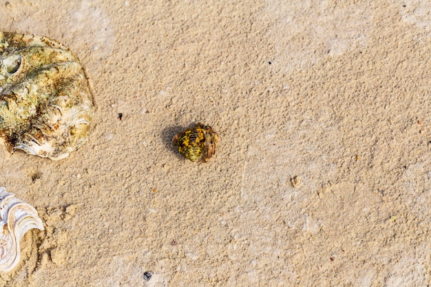 Top view of hermit crab on the beach.