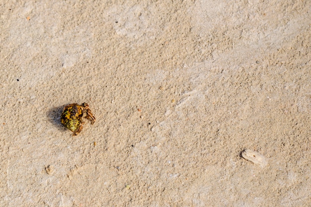 Top view of hermit crab on the beach.