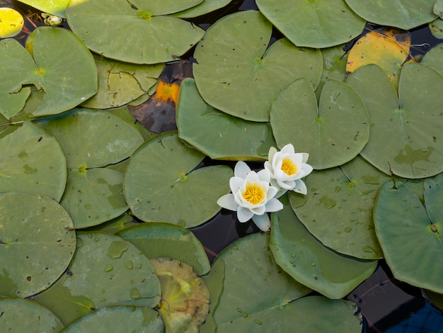 Photo top view image of beautiful water lily lake flower green leaves nymphaea alba blooming in lake