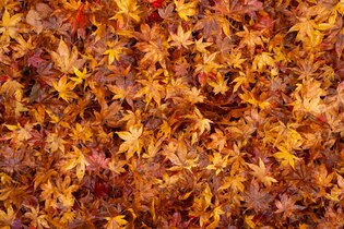 fall leaves backgrounds