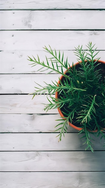 top view image of wooden white background and plant in pot