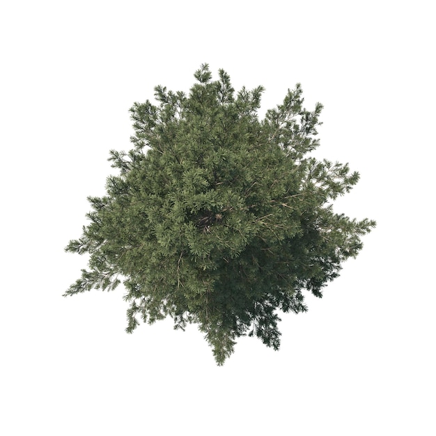 top view of isolated trees on white background for architectural and landscape planning designs