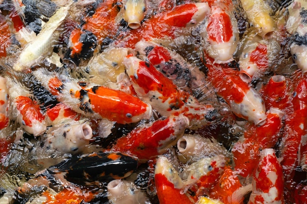 Top view Koi carp in the zoo