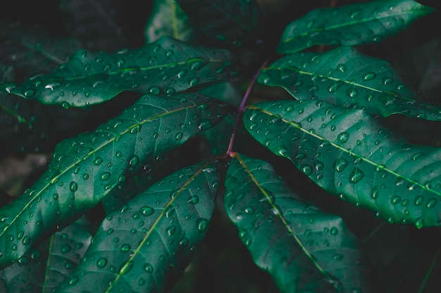 Top view leaf backgroundGreen leaves color tone dark in the morningTropical Plant in Thailande