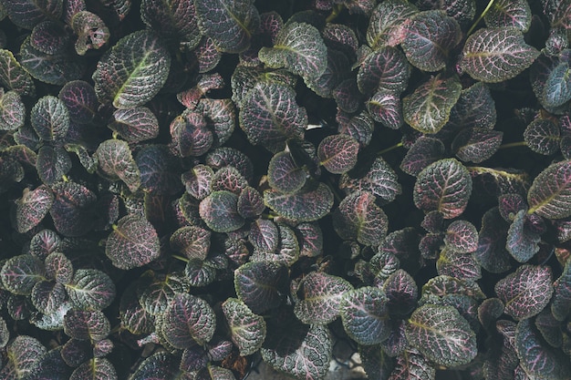 Top view of leaf small plant in garden