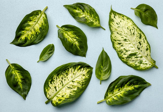 Top view leaves arrangement