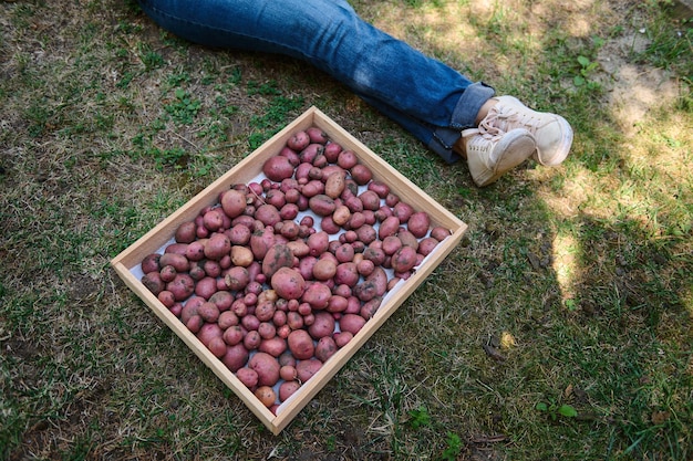 Top view Legs of a farmer resting on the backyard of a countryside house next to crate with crop of organic potatoes