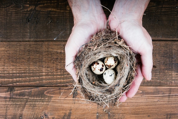 Top view of man hands holding bird nest on wooden background