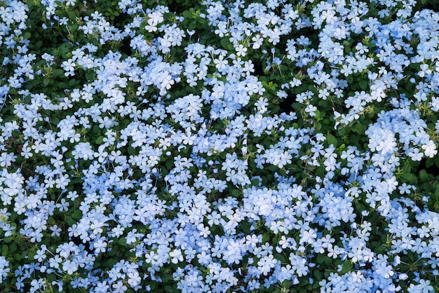 Top view of many blue colour flower field