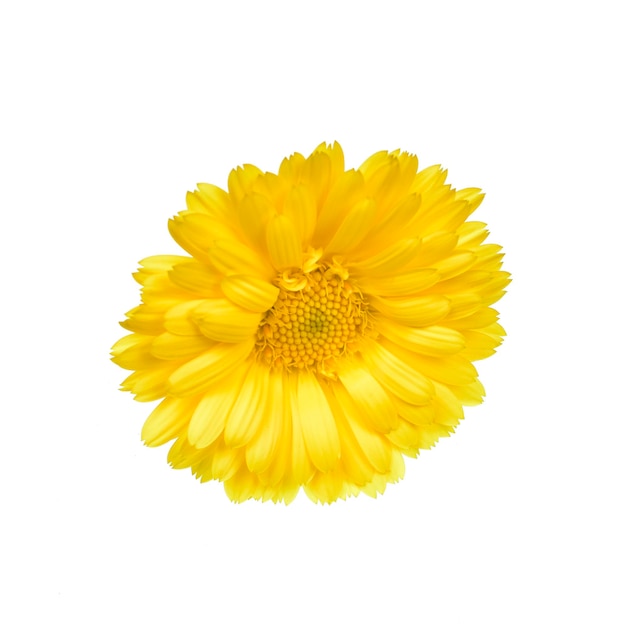 Top View of Marigold Flower Isolated on White Background with Clipping Path