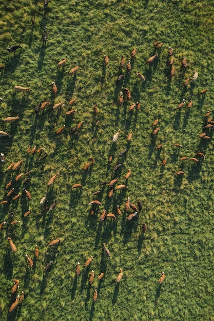 Top view of meadow at sunset with herd of cows