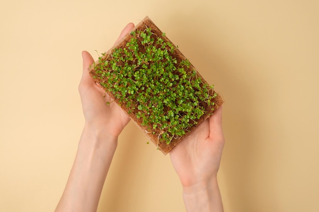 Top view microgreens in hands arugula sprouts in coconut substrate on beige background home garden concept superfood