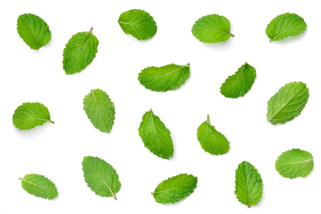 Top view of Mint leaves pattern isolated on white background.