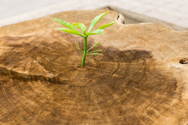 Top view of New Life with seedling growing sprout of old wood