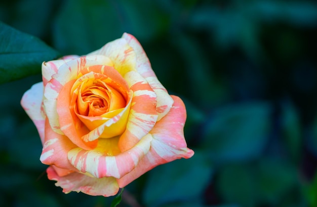 Top view of orange and yellow rose flower in garden valentines and love flower