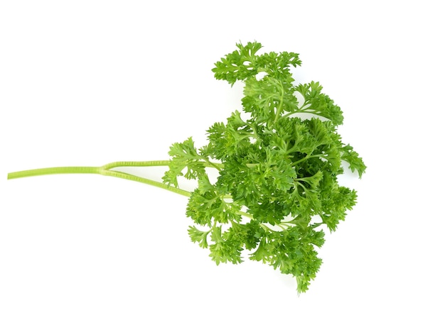 Top view of Parsley isolated on white background