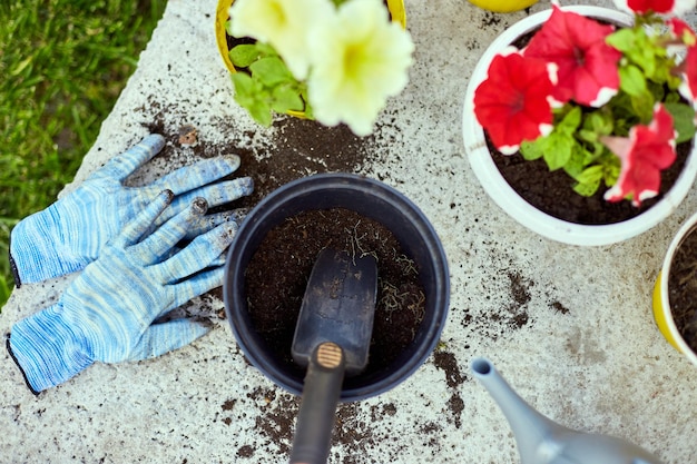 Top view Petunia flowers and gardening tools on the summer garden backyard