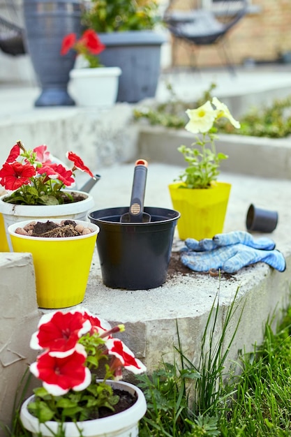 Top view Petunia flowers and gardening tools on the summer garden backyard