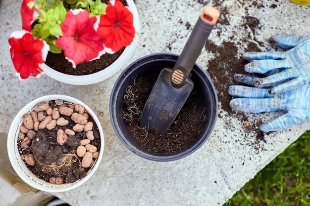 Top view Petunia flowers and gardening tools on the summer garden backyard