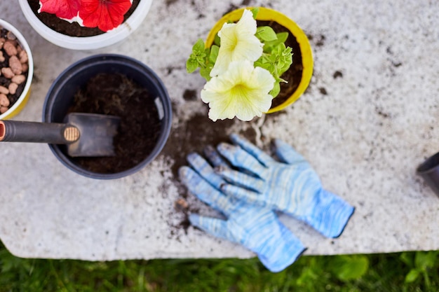 Top view Petunia flowers and gardening tools on the summer garden backyard