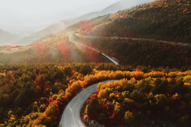 Top view photo of a forest road in autumn