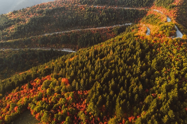 Top view photo of a forest road in autumn