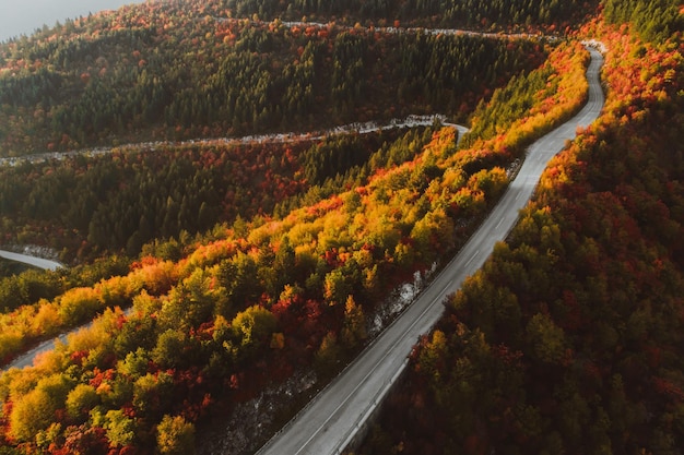 Top view photo of a forest road in autumn