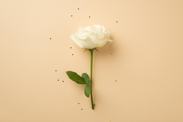 Top view photo of white rose and golden sequins on isolated beige background with copyspace