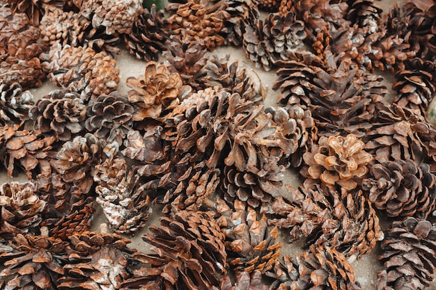 Top view pine cones background.