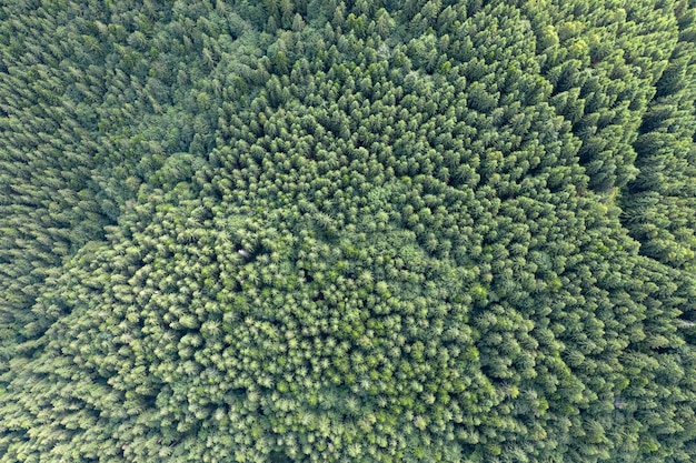 top view on pine forest