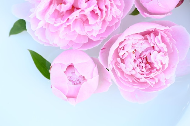 Top view of pink floral background of fresh pink peony flowers buds on white