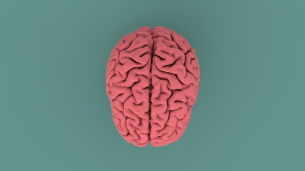 Top view pink human brain concept 3d image