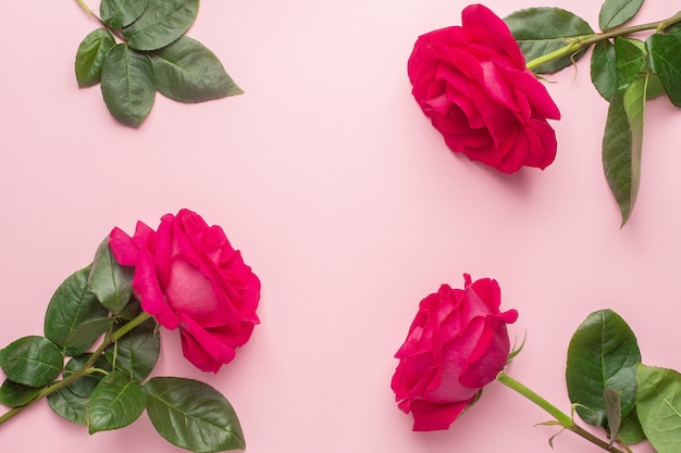 Top view of pink roses with leaves