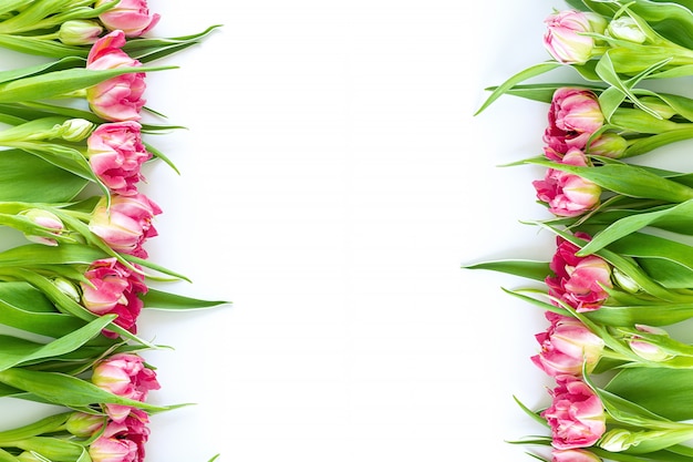 Top view on pink tulip flowers that lie flat next to a white background. 