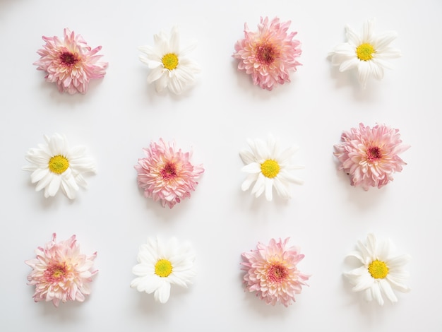 Top view of pink and white flowers, Chrysanthemum, placed arranged around of frame