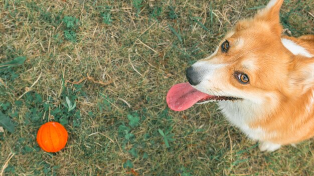 Top view of playful corgi looking at camera on lawn background