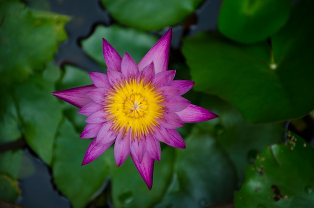 Top view purple lotus in the pond.