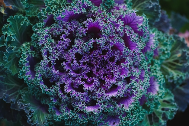 Top view of purplegreen decorative cabbage looking like a big carved flower