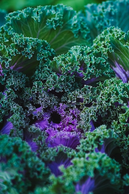 Top view of purplegreen decorative cabbage looking like a big carved flower