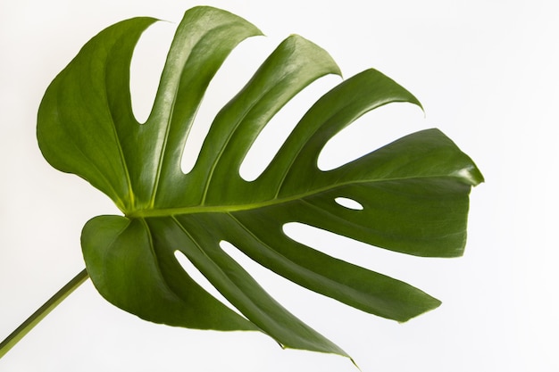 Top view of real Monstera Delicacy. Closeup of green fresh leaf