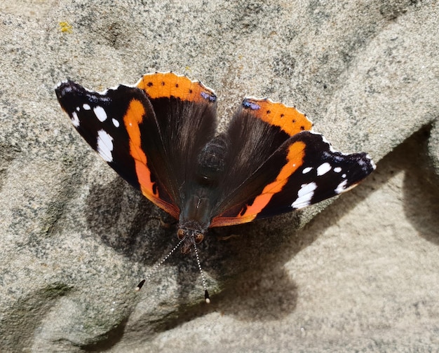 Photo top view of a red admiral butterfly perched on a rough sandy surface