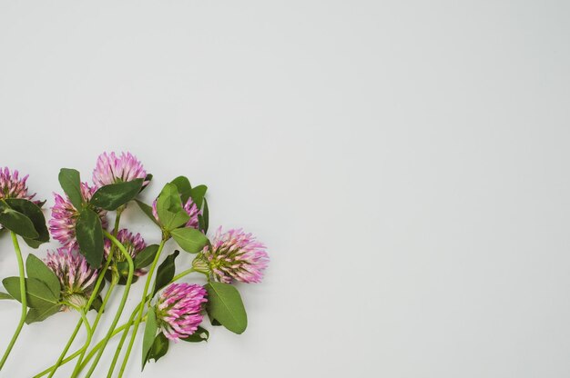 Top view of red clovers isolated on a gray background with space for text