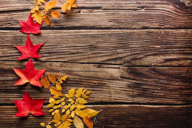 Top view of red maple leaves in one row from small to large and several yellow leaves in dark