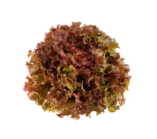 Top view of Red oak lettuce with water drops