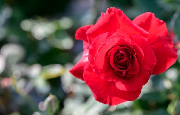 Top view of red rose in garden flower background and love