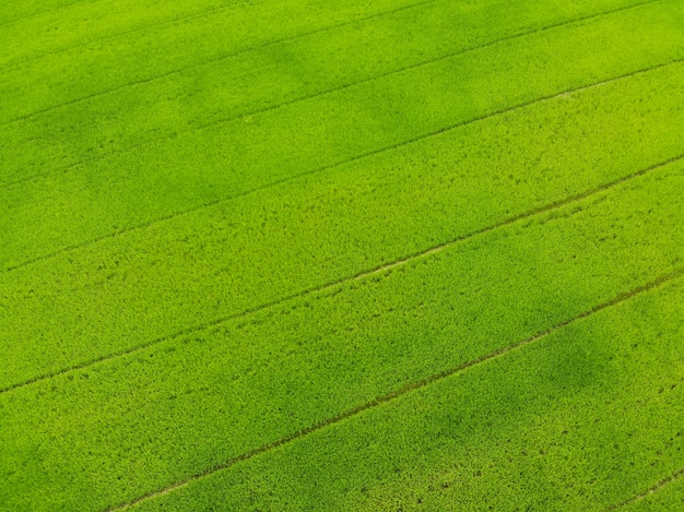 Top view rice green field, agriculture Asian farm growth beautiful texture at countryside