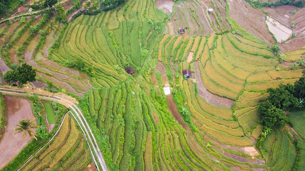 Top view of rice terraces in Mangunan Bantul Yogyakarta