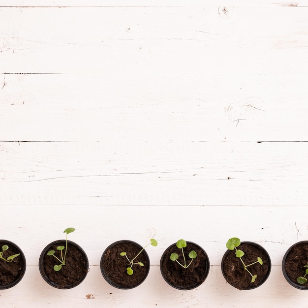 Photo top view on a row of small sprouts in black bins on white wooden table background growing concept