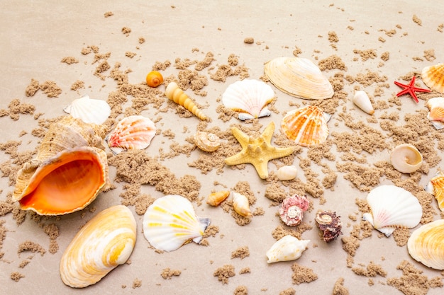 Top view of seashells with sand